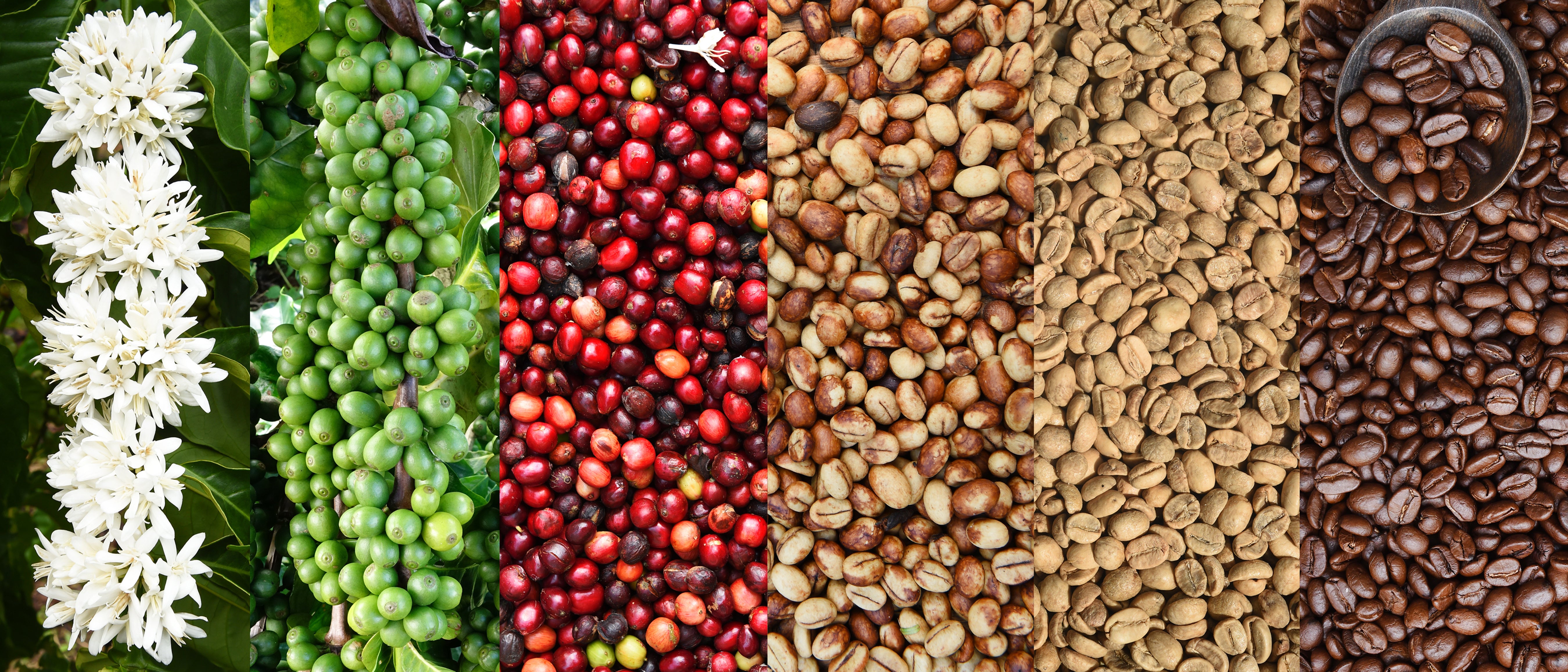 From Bean to Brew: The Journey of Coffee from Farm to Cup – KOCH COFFEE ...